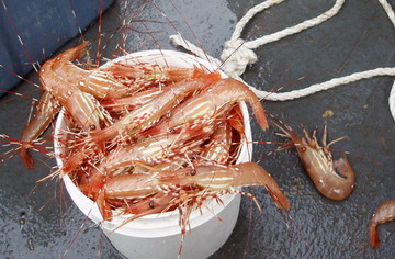 prawns